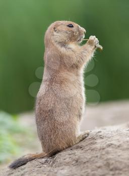 Black-tailed prairie dog  (Cynomys ludovicianus) in it's natural habitat