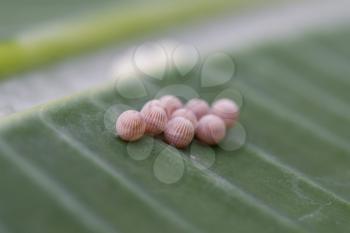 Small eggs from an insect on a leaf, selective focus