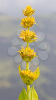 Yellow flower in the Swiss alps, selective focus