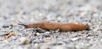 Naked slug climb on a floor, selective focus