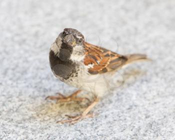 Male sparrow begging for a piece of bread, selective focus