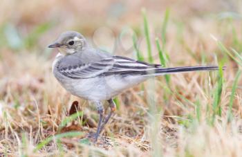 Yellow wagtail, female, perching in grass, summer