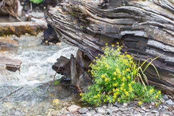 Fresh yellow flowers at the waterside of a waterfall, Switzerland