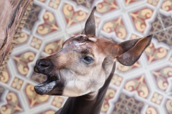 Close-up of an okapi seeking some attention