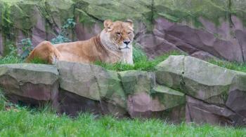 Lion resting in the green grass (Panthera Leo)