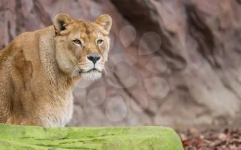 Lion on alert (Panthera Leo), selective focus