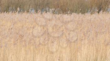 Reed bed in the Netherlands, waving in the wind, selective focus