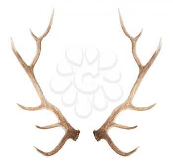 Large antler isolated on a white background