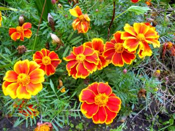 beautiful flower of motley and velvet tagetes