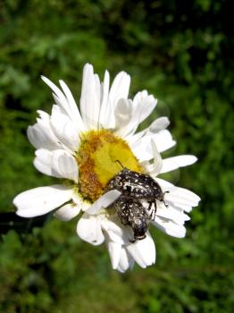 the image of beautiful white chamomile and little beetle