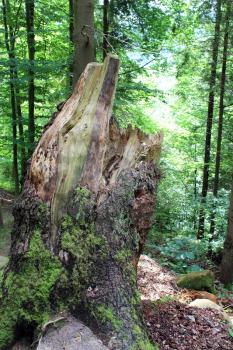 image of rotten stump in the forest