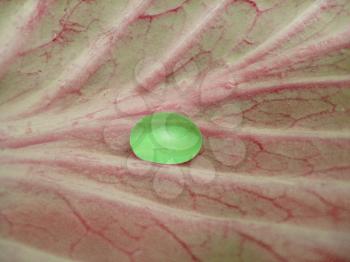 Transparent green drop of water lying on the red leaf