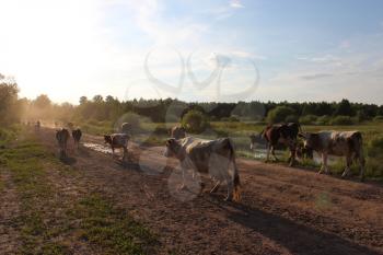 cows coming back from pasture in the evening