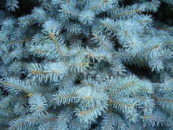 light blue branches of slender young fur-tree