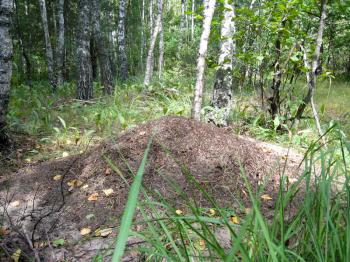 Stormy life in the big ant hill in the forest
