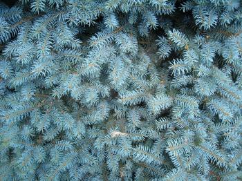 light blue branches of slender young fur-tree