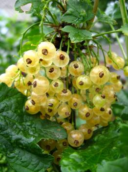Cluster of berries of a white currant