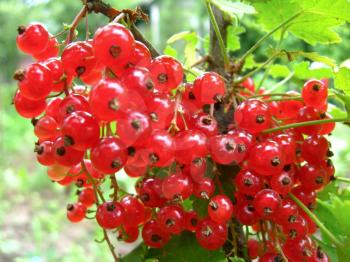 beautiful and bright berries of red currant