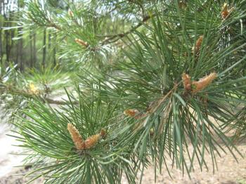 The image of branches of a young pine