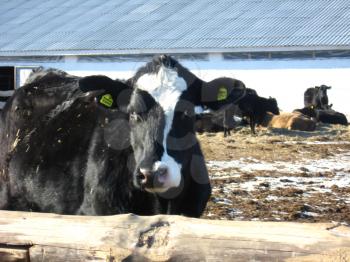 The black-and-white cow living on a farm