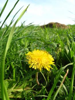 Unique dandelion on a background of a green grass