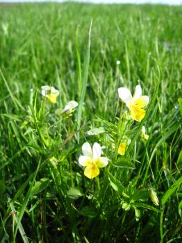 Beautiful flowers of wild pansies in the grass