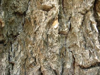 Background from a bark of a tree