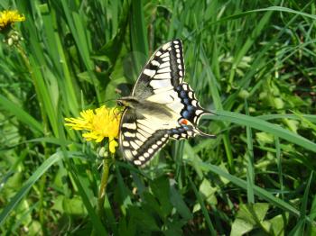 The beautiful butterfly of Papilio machaon sitting on the dandelion
