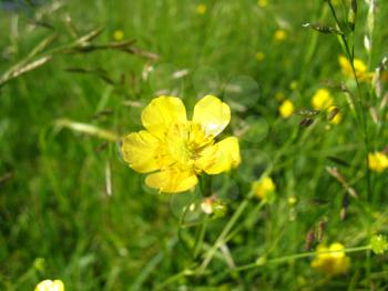 the image of  lonely beautiful yellow buttercup