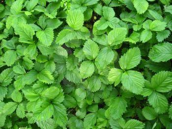 The image of green bushes of a strawberry