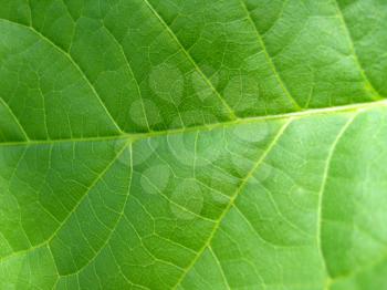 image of green background of unusual colored leaf