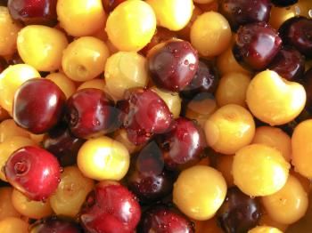 Washed berries of a yellow and red sweet cherry