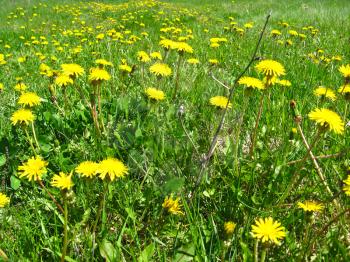 a bed of yellow flowers of dandelions in the green grass