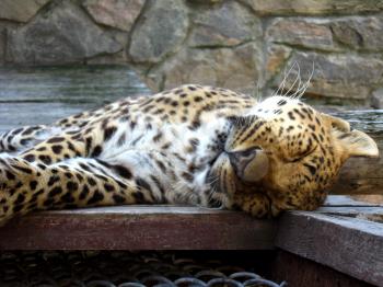 great and nice leopard sleeping in the cell of zoo