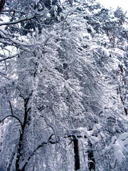 branches of pines covered by big layer of snow