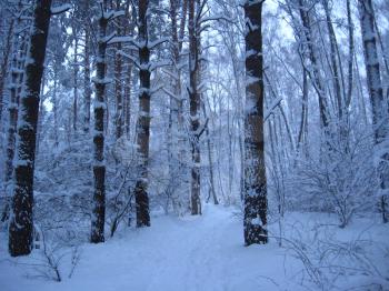 winter forest with trees covered by big layer of snow