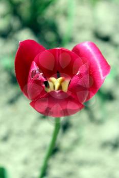 unique beautiful red tulip on the flower-bed