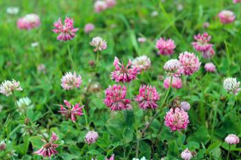 a lot of pink and red flowers of clover