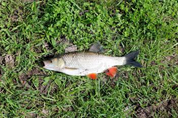 beautiful caught fish chub laying on the grass