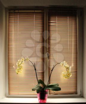 two branches of a blossoming white orchid on the window-sill with jalousie horizontal