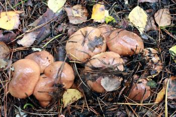 nice mushrooms of Suillus in the forest
