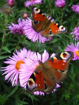 The pair of butterflies of peacock eyes on the asters