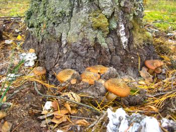The image of mushrooms under a birch