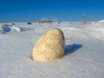 Landscape with one egg of turkey on the snow