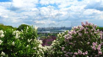 Fine big bushes of a lilac on the city background