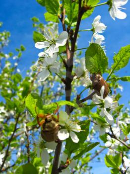 Chafers climbing on blossoming plum on the blue sky background