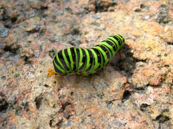 The image of caterpillar of the butterfly  machaon on the stone