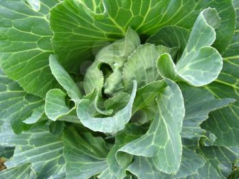 image of plant of fresh and green cabbage