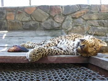 image of sleeping leopard and piece of meat near it
