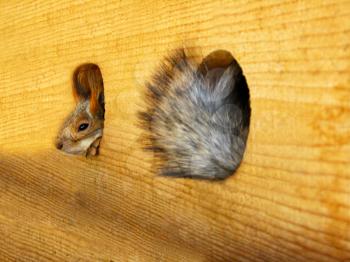 The image of squirrel in a lodge and its tail